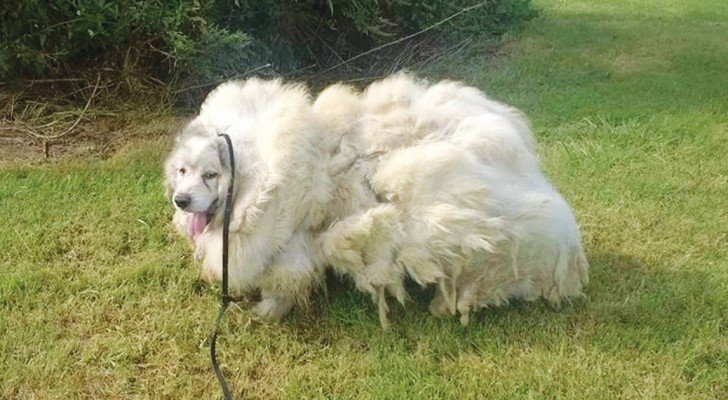 Dieser Hund war 6 Jahre lang in einem Kornspeicher gefangen. Seht ihn euch an…WOW!