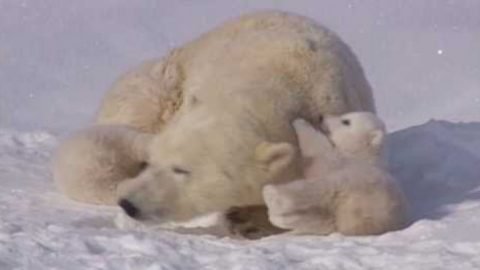 Die süßeste Eisbärenfamilie der ganzen Welt