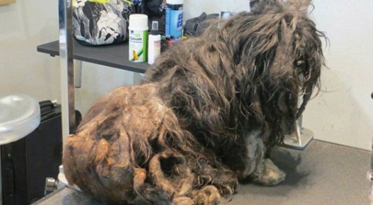 Sie fanden sie auf der Straße, umhüllt von einem grauenvollen Knäuel aus Haaren: als sie anfingen, sie zu scheren… Wow!