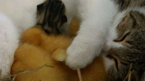 Eine fürsorgliche Katze, die kleine Enten wie ihre eigenen Kinder behandelt