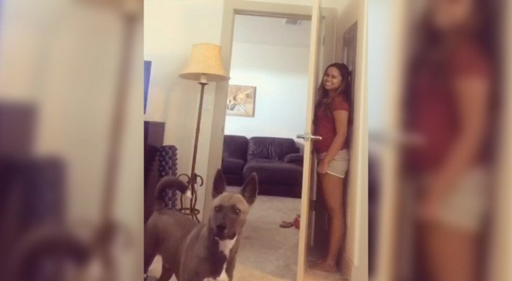 Das Mädchen spielt mit dem Hund Verstecken: seine Suche ist urkomisch