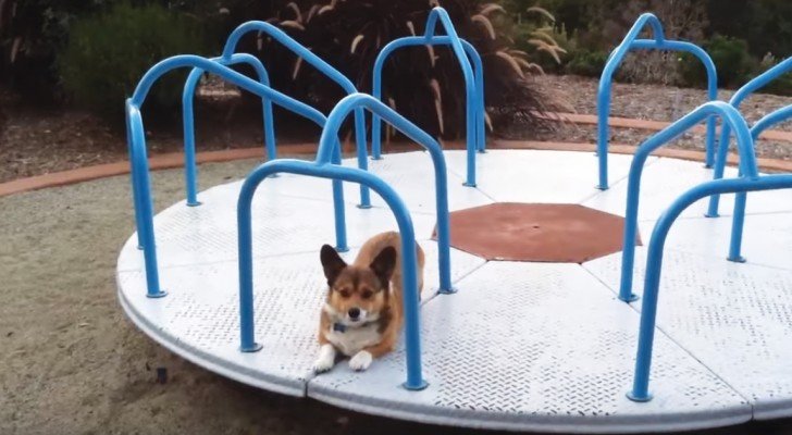 Der Corgi wartet sehnsüchtig, dass es los geht: als das Frauchen am Karussell dreht, macht er DAS!