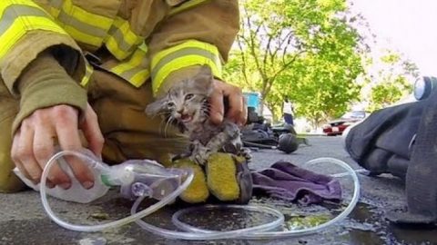 Die bewegende Rettung eines Kätzchens