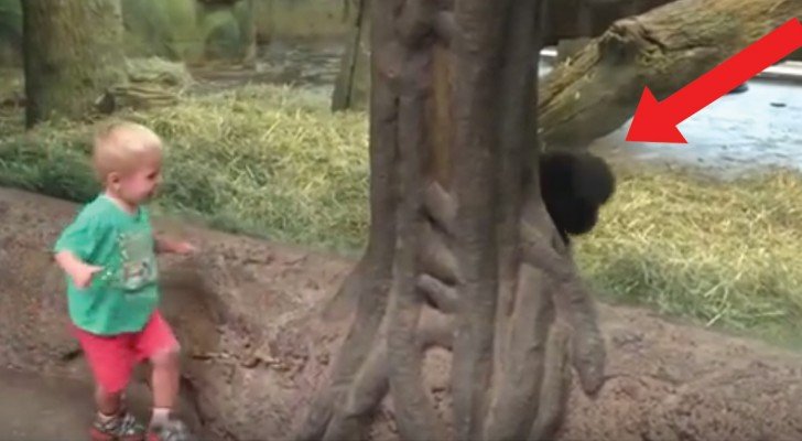 Das Kind beobachtet den Gorilla: was dann passiert überrascht alle!