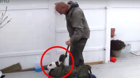Wie Hunde sich über die Rückkehr ihrer Soldaten-Herrchen freuen