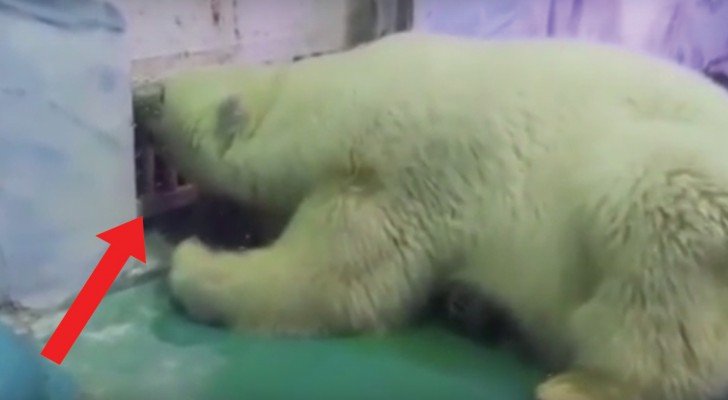 Ein Eisbär lebt in einem Einkaufszentrum: so weit geht der menschliche Egoismus
