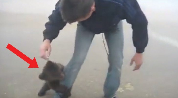 Er trifft auf einen kleinen Bären auf der Straße: so reagiert das Tier als es ihn sieht