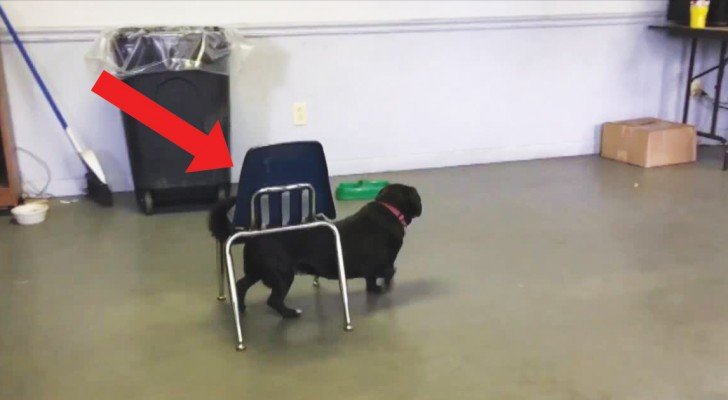 Dieser sympathische Hund ist intelligenter als es aussieht: lasst euch nicht vom Schein trügen!