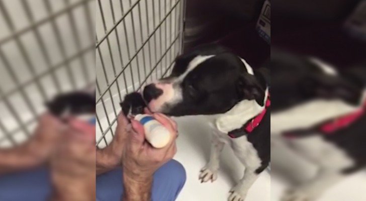 Sie finden einen streunenden Pitbull und entdecken dann, was er beschützte…und WIE. Unglaublich.