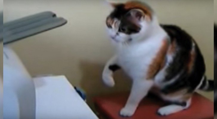 Katze gegen Drucker: bei diesem Duell KRÜMMT ihr euch vor Lachen!