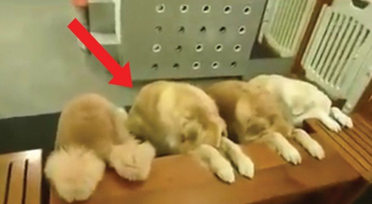 In diesem Haus beginnt jede Mahlzeit auf diese Weise: hier die erzogensten Hunde der Welt