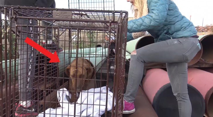 Dieser Hund versteckte sich SEIT MONATEN: nachdem er zwecks Rettung gefangen wird, verwandelt er sich