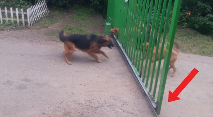 Diese Hunde streiten und sind nur von einem Tor getrennt. Als es dann aufgeht? Urkomisch!