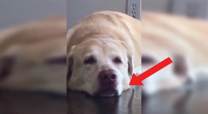Das Frauchen sagt ihm, dass er lachen soll: die “Antwort” des Hundes ist wundervoll!