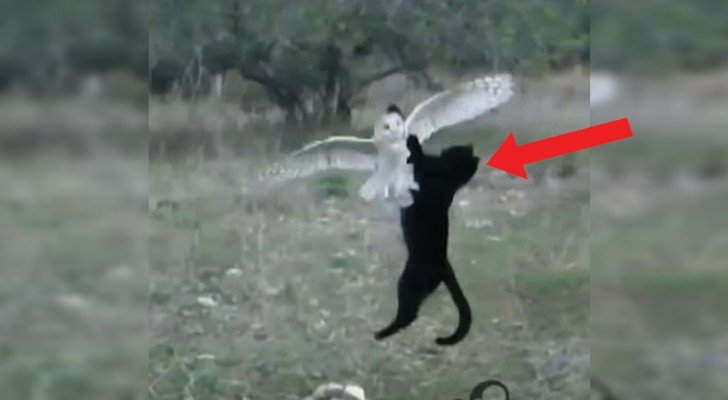 Eine Katze greift eine Schleiereule an? Nein, zwei Freunde die zusammen noch NIE ZUVOR Gesehenes anstellen