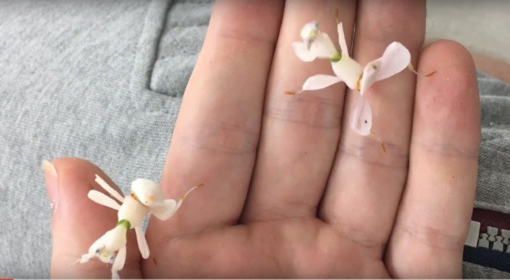 Ihr meint, dass es Orchideenblüten sind? Wenn man genauer hinschaut erkennt man aber die Wahrheit