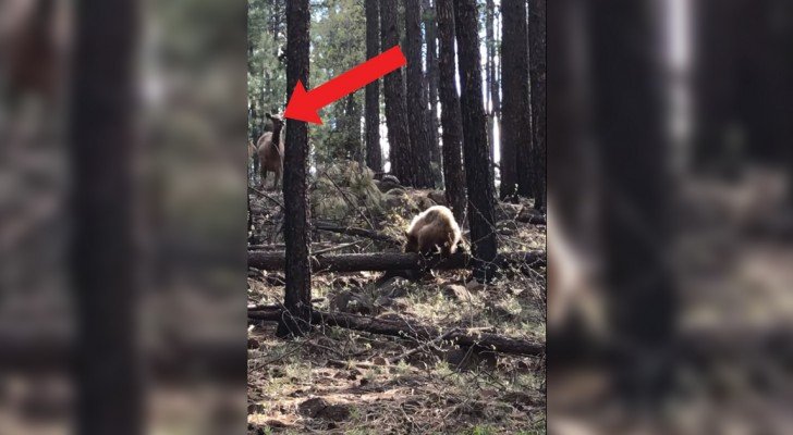 Der Bär will das Kalb fangen, aber achtet auf den Zug der Elchmutter
