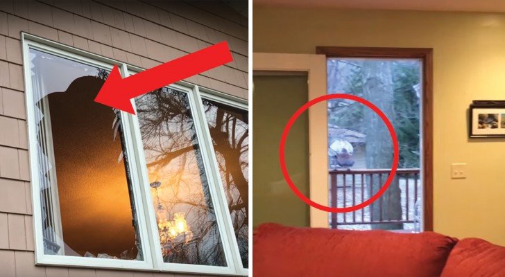 Sie kommen nach Hause und finden ein kaputtes Fenster vor: den Eindringling zu verscheuchen war nicht einfach!