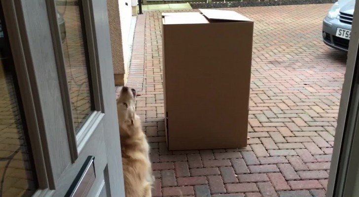 Seit geraumer Zeit hat sie ihren Hund nicht mehr gesehen: als sie aus der Kiste rauskommt, ist die Freude riesig