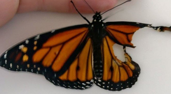 Eine Frau findet einen verletzten Schmetterling und hilft ihm auf eine erstaunliche Art und Weise