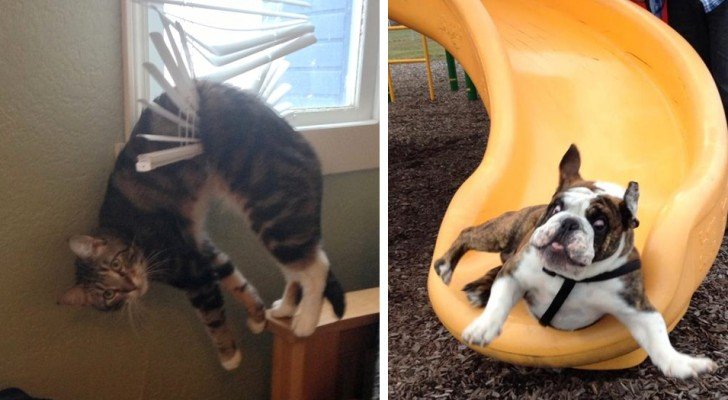 Diese Bilder zeigen, dass unser Leben ohne Tiere viel langweiliger wäre