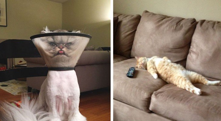Diese Katzenfotos werden Katzenbesitzern bekannt vorkommen