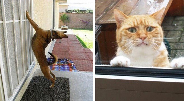 23 ausgesperrte Tiere, die unbedingt wieder rein wollen