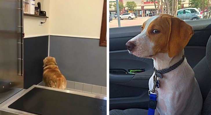 Der Moment, in dem die Hunde bemerkten, dass sie nicht zum Park sondern zum Tierarzt fahren