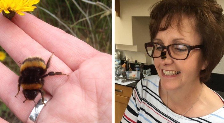 Eine Frau findet eine Biene in Schwierigkeiten…sie bauen eine unglaubliche Verbindung auf