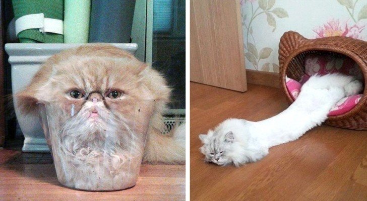 Diese Fotos beweisen, dass Katzen aus flüssigem Material sind