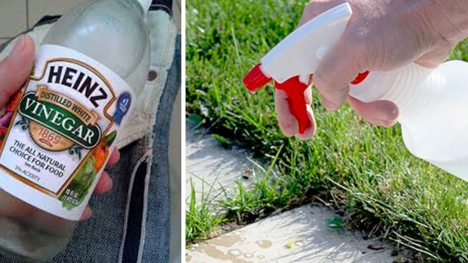 5 clevere Anwendungen für Essig im Garten