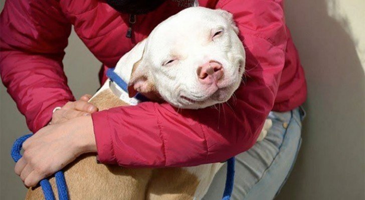 15 Bilder von gerade adoptierten Hunde, die dich dahin schmelzen lassen
