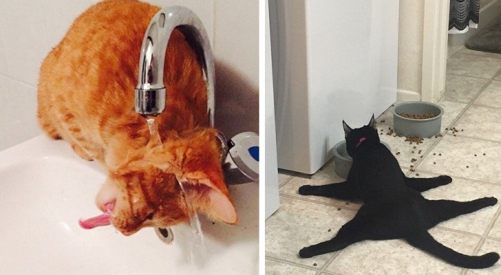 18 Katzen, die sinnlose Dinge tun…bei denen man sich ein Lächeln einfach nicht verkneifen kann