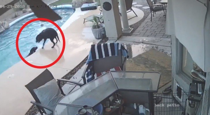 Ein Hund fällt in den Pool und droht zu ertrinken: Das Verhalten seines Freundes verblüffte selbst die Besitzer