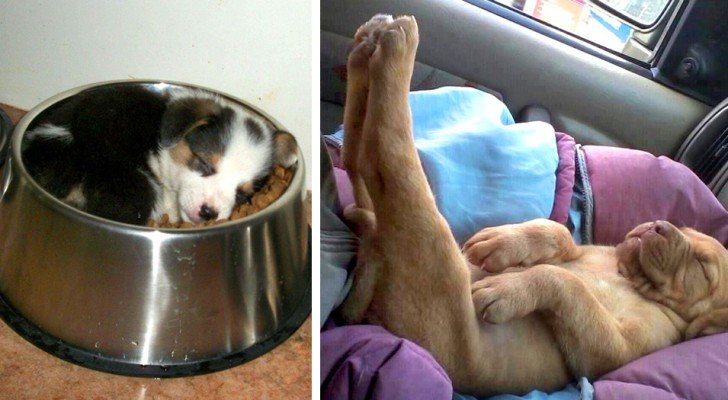 17 unvergessliche Bilder von Tieren, die den Kampf gegen den Schlaf verloren haben