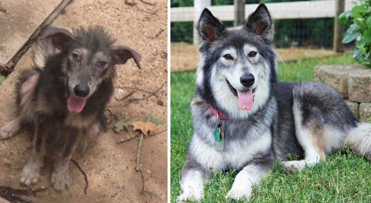 19 Hunde vor und nach ihrer Adoption, die ihr nicht wiedererkannt hättet