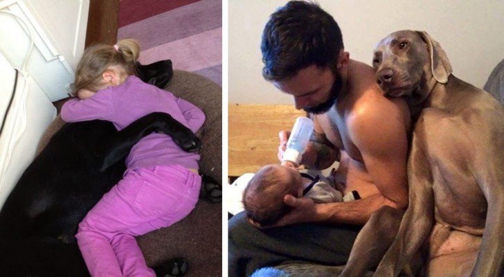 18 Beispiele für die bedingungslose Liebe, zu der Hunde fähig sind