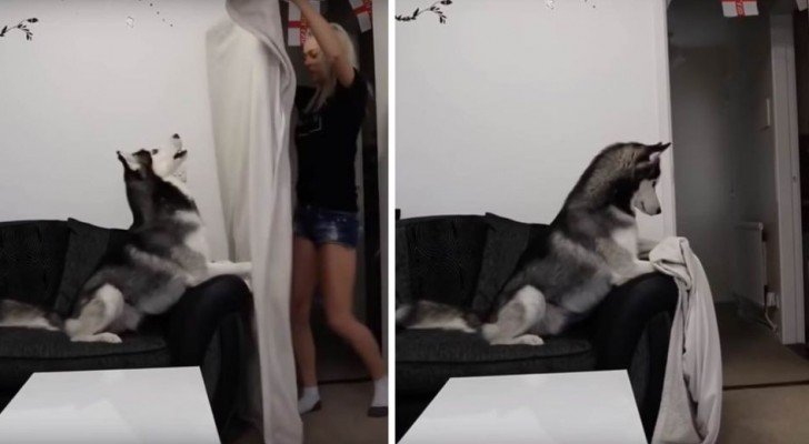 Sein Frauchen “verschwindet” vor seinen Augen: Die Reaktion des Husky wird euch zum Lachen bringen