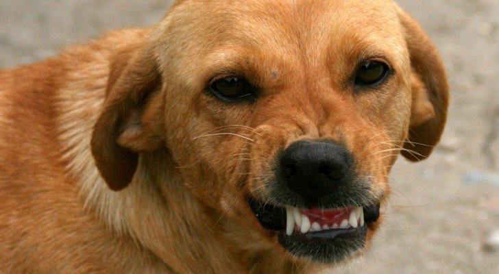 Hunde können eine “schlechte” Person erkennen und versuchen, ihren Menschen zu schützen, suggeriert wissenschaftliche Forschung