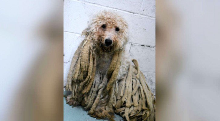 Ein Hund wird mit vielen “Rasta” Zöpfen ins Tierheim gebracht: Nach einem Besuch beim Friseur ist er nicht wieder zu erkennen!