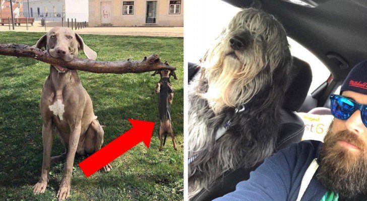 Unglaubliche witzige Hundefotos: Da muss man einfach lachen