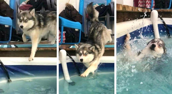 25 Hunde, die so lustigen Ärger gebaut haben, dass ihre Besitzer einfach nicht böse sein können