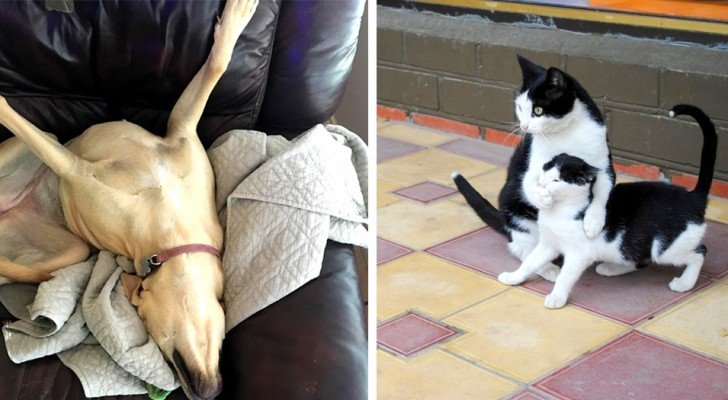 22 Bilder von Tieren, die so bizarr sind, dass sie dir ein dickes Lachen schenken
