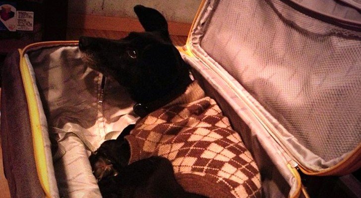 Er bringt den Hund in einem Koffer versteckt ins Krankenhaus, damit seine kranke Frau ihn zum letzten Mal umarmen kann