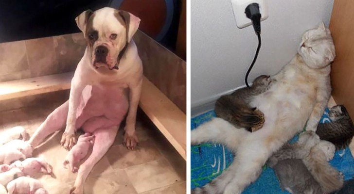 29 Tiere, die uns die “aufregendste” Seite der Mutterschaft zeigen