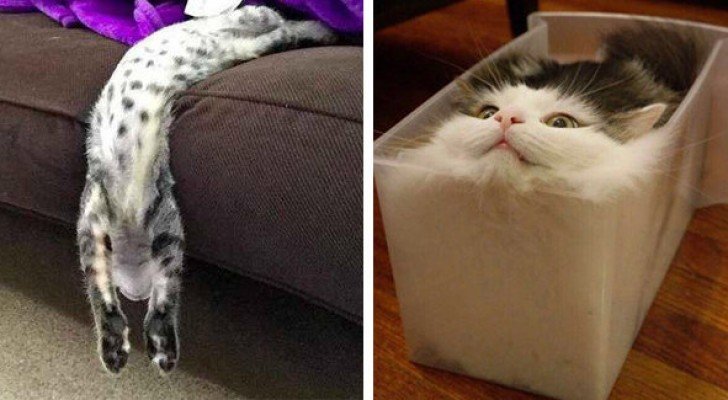 Diese 20 lustigen Bilder zeigen, dass Katzen aus flüssigem Material hergestellt sind.