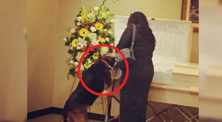 Der Hund wird zur Beerdigung seines Herrchens gebracht und nähert sich, um ihm die letzte Ehre zu erweisen