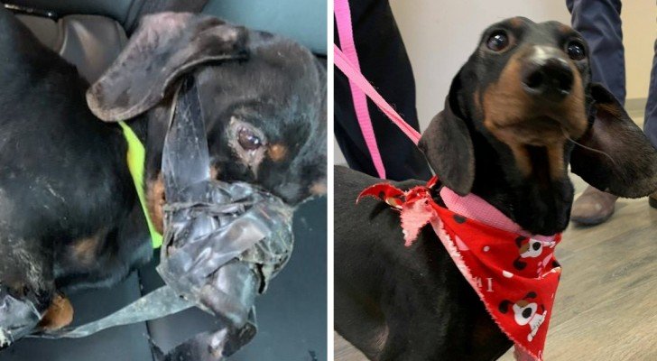 Ein Hund wird gefesselt und in einen Graben geworfen aber der Täter macht einen Fehler, der ihn teuer zu stehen kommt