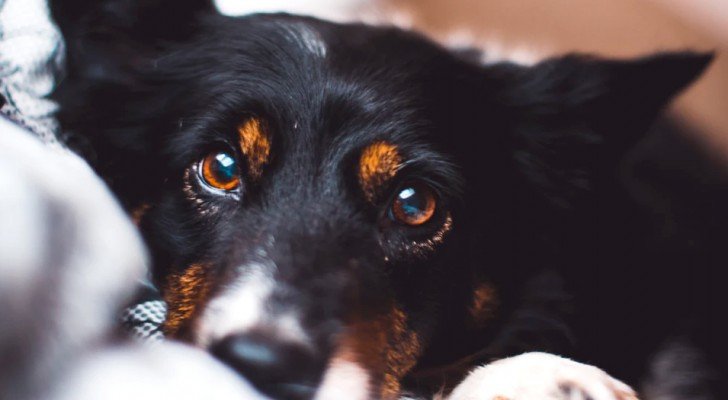 Dein Hund bemerkt deine Emotionen, indem er sie erschnüffelt: Die Wissenschaft bestätigt es