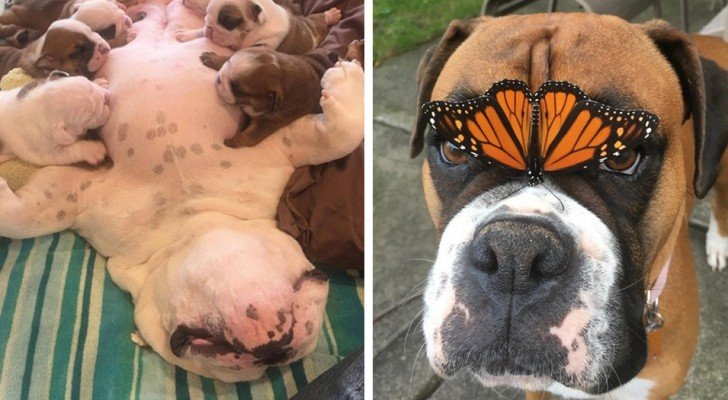 Diese Tiere werden dein Herz zum Schmelzen bringen und dir den Tag versüßen